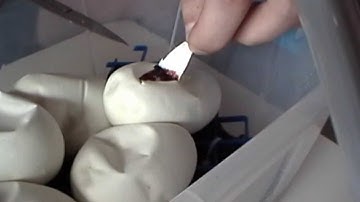 Cutting clutch #1 2013! Normal x Lesser