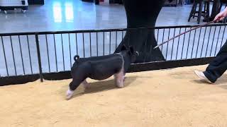 82-9 x gilt