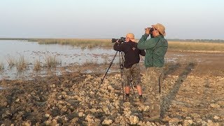 BIRDS OF GUJARAT - Birding In Great Rann of Kutch