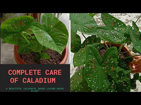 Video: Caladium (33 Fotografií): Péče O Květinu Doma, Popis Druhů Rostlin. Pravidla Pro Pěstování Caladia Venku