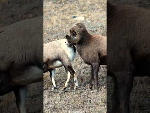 Largest Bighorn Boss Courting During Rut