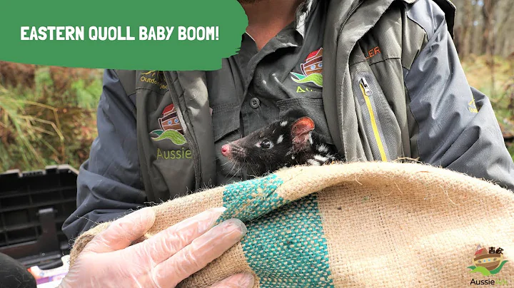 A BABY BOOM OF EASTERN QUOLLS!