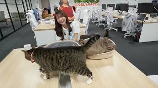 【猫社員もいるよ】今週の『神』口コミ😻くらしのマーケットライブ（6月11日）