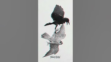 Fàlcon The fastest bird on the planet #falcon #viralshort #viral #attitudestatus  #highflyingbird