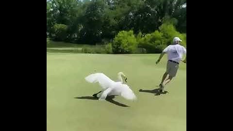 Golfer attacked by swan whilst putting