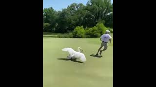 Golfer attacked by swan whilst putting