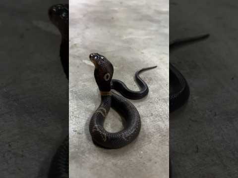 Baby Cobra tries