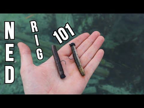 NEVER Used a Ned Rig? WATCH THIS (Ned Rig 101 it Catches EVERYTHING)