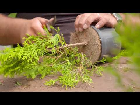 Video: Aanplant En Reproductie Van Viburnum. Foto