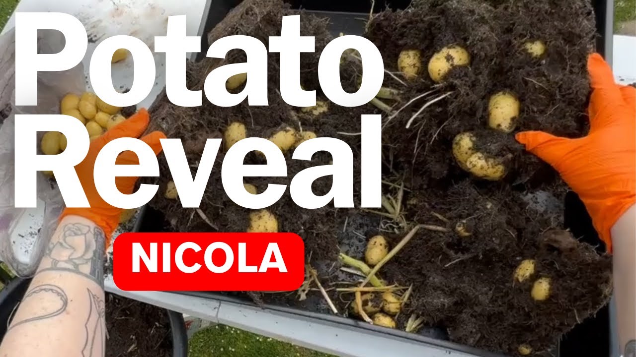 Watch Container Garden: Potato Reveal No.5 on YouTube