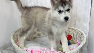 ハスキー♀2604D0358 - YouTube