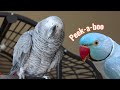 Our indian ringneck cutely hijacks our african greys