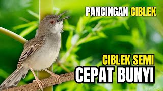 Pancingan Ciblek Semi Agar Cepat Bunyi | Ciblek Semi Cepat Ngebren