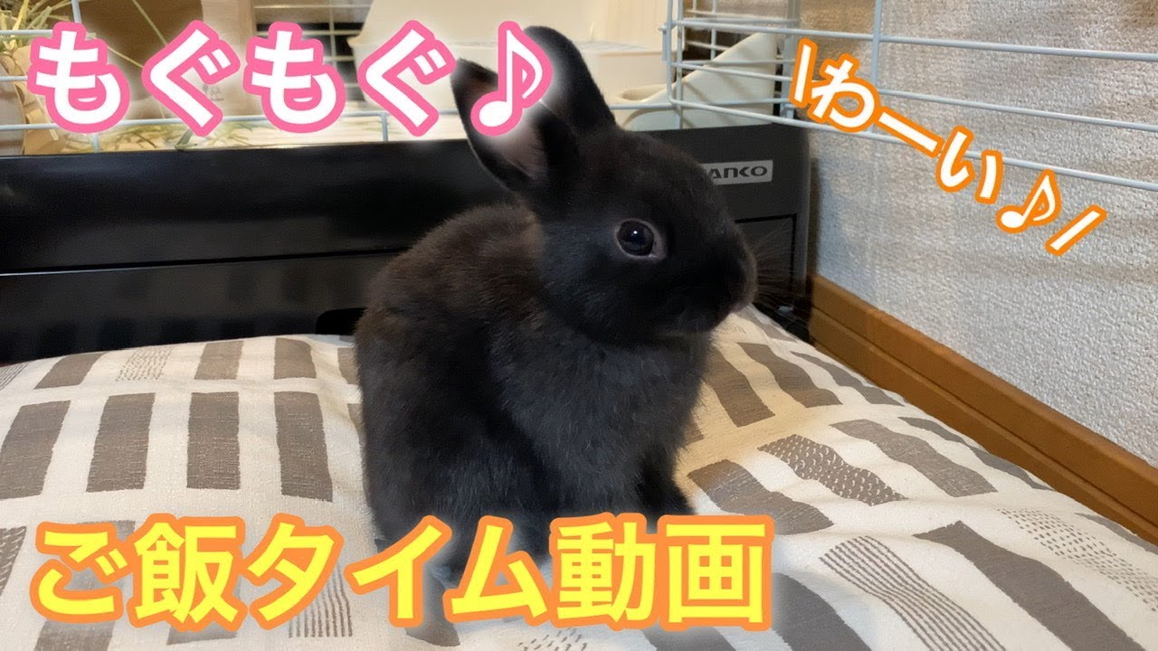 4 もぐもぐ 子うさぎ ペレットを食べる黒うさぎの赤ちゃん ネザーランドドワーフ Youtube