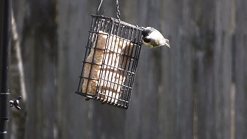 OUHOUG - Bird Feeder Station (6 Hooks Plus)