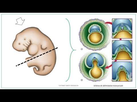 Vidéo: Différence Entre Le Mésoderme Et Le Mésenchyme