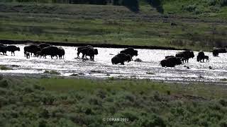 Herd of Bison Crossing a River in Yellowstone National Park by Vanessa Obran 305 views 4 months ago 16 seconds