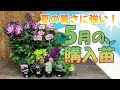 【耐暑性抜群!】季節も5月末になり、これから梅雨・猛暑に突入するなか、晩春~秋までお花を咲き続けてくれる『耐暑性』の高い5月の購入苗を紹介します♪カトちゃんが育てているオススメのお花もお見せします!