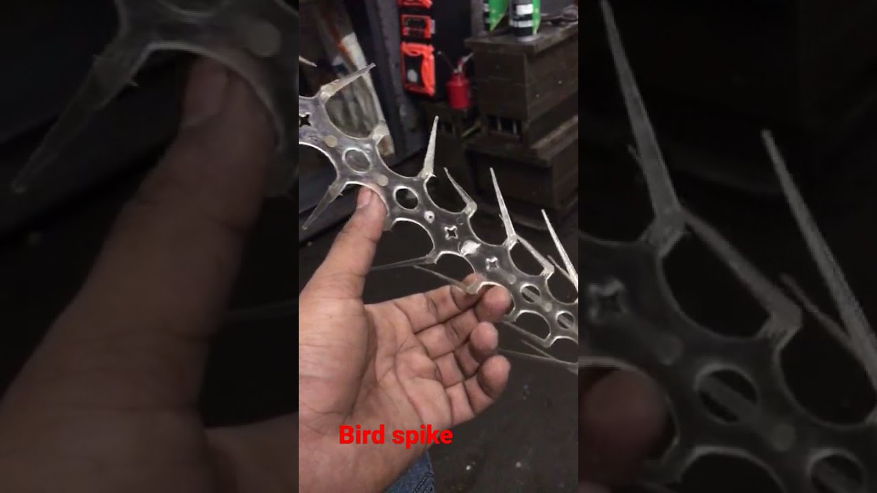 Bird spike monkey spike & all bird control services /m :+919811344812