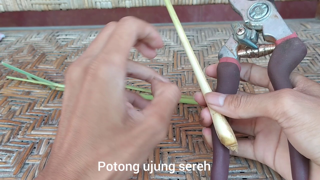 cara menanam serai yang benar dan cepat tumbuh 