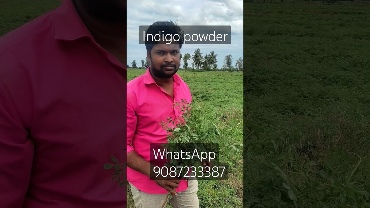 indigo powder wholesale and retail  