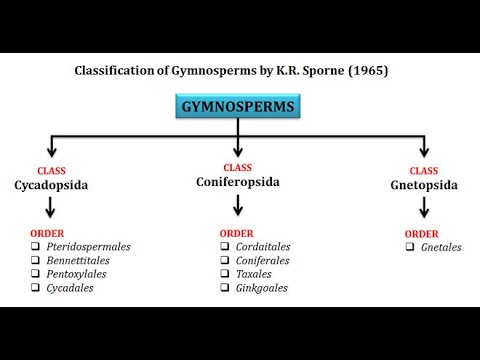 Gymnosperms classification