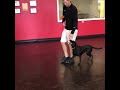 Prancing Dog