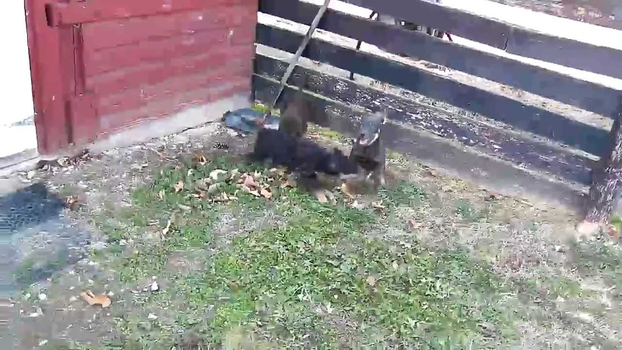 Kelpie Puppies For Sale in Portland, TN by the Stockdog Exchange YouTube