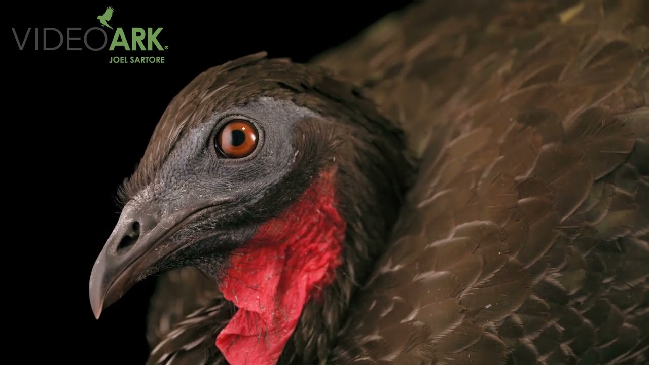 A crested guan (Penelope purpurascens purpurascens) at the Avian Research and Conservation Institute