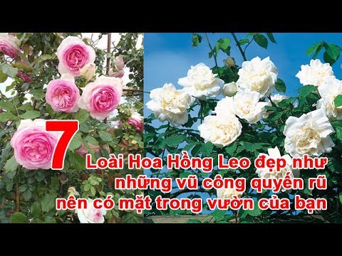 7 Loài Hoa Hồng Leo đẹp như những vũ công quyến rũ nên có mặt trong vườn của bạn | Foci