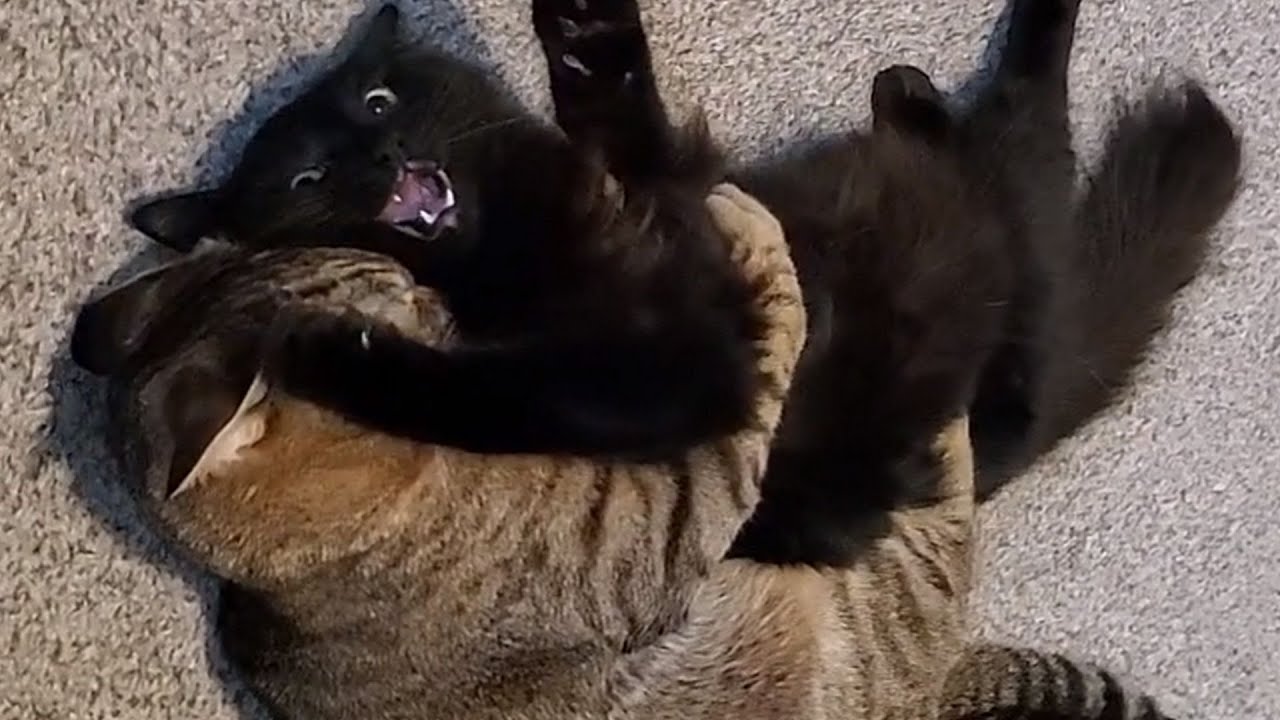 Ivy and Zinia play like kittens everyday cat wrestling whos the winner?