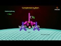 complement pathway Animation - Classial Pathway , Alternative pathway , Lectin pathway