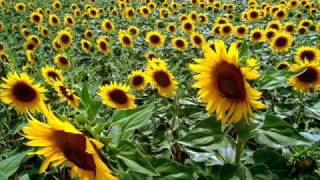 Loss of love (piano solo) Sunflower soundtrack - I Girasoli.wmv chords