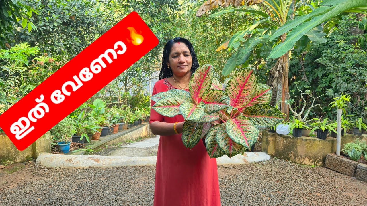 😍ശശികലേച്ചിയുടെ വീട്ടിലെ അഗ്ലോണിമചെടികൾ😍🍀📞9526409624📞🍁