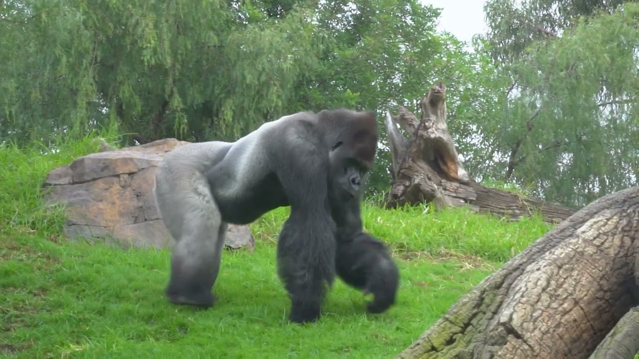 BIOPARC, entre los 10 mejores parques de animales del mundo y uno de los 5 mejores de Europa