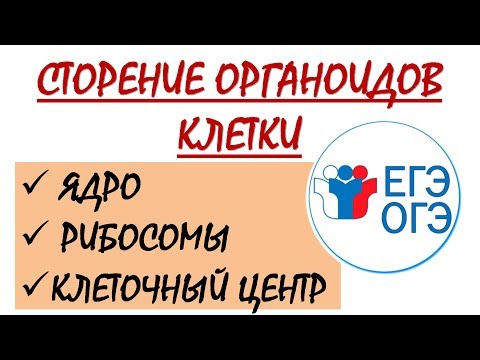 СТРОЕНИЕ ЯДРА, РИБОСОМ, ЦЕНТРИОЛЕЙ (ЕГЭ И ОГЭ ПО БИОЛОГИИ)