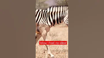 Extinct Animal That Was Photographed 