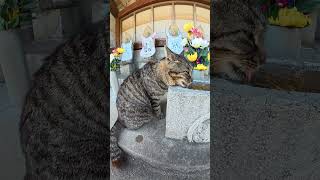 お地蔵様に見守られながら水分補給をする猫 #猫 #ねこ #cat