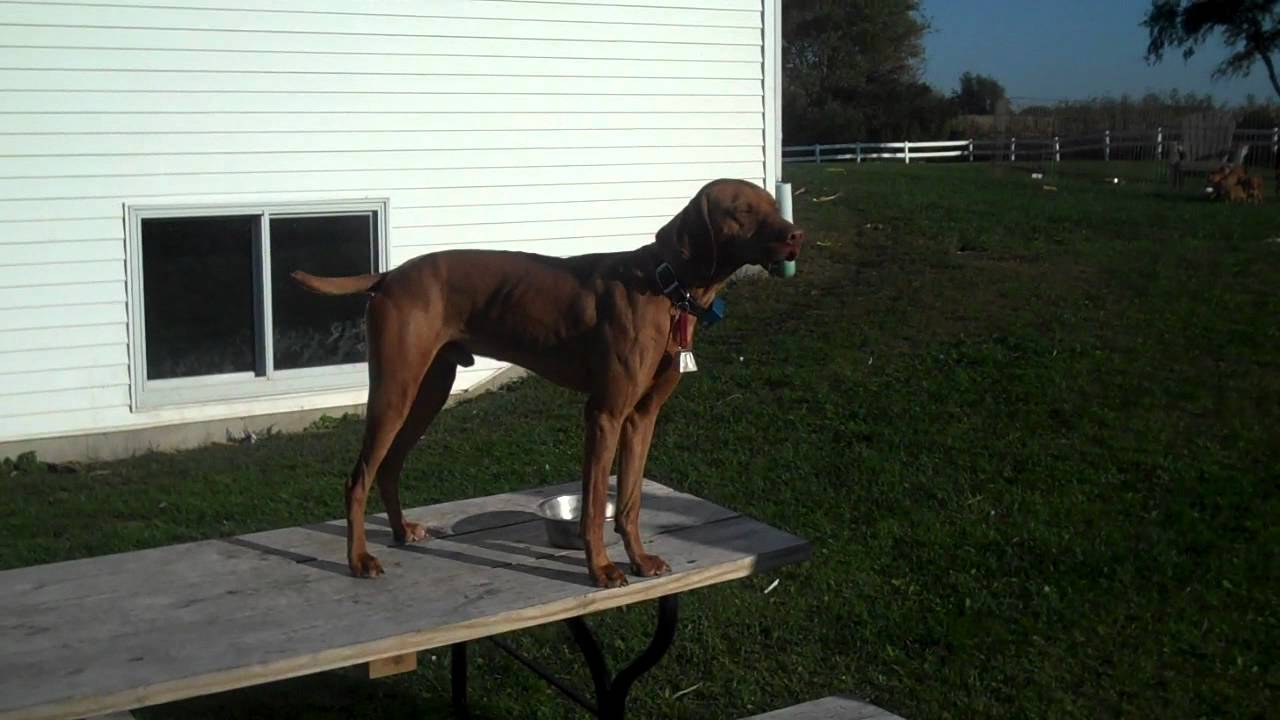 peter sideris vizsla