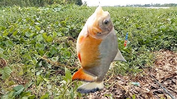 Câu cá/điểm mới cá chim cá tra cá rô sông tư nhiên thật phê tay
