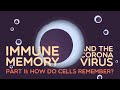 Immune Memory and the Coronavirus Part II: How do cells remember?