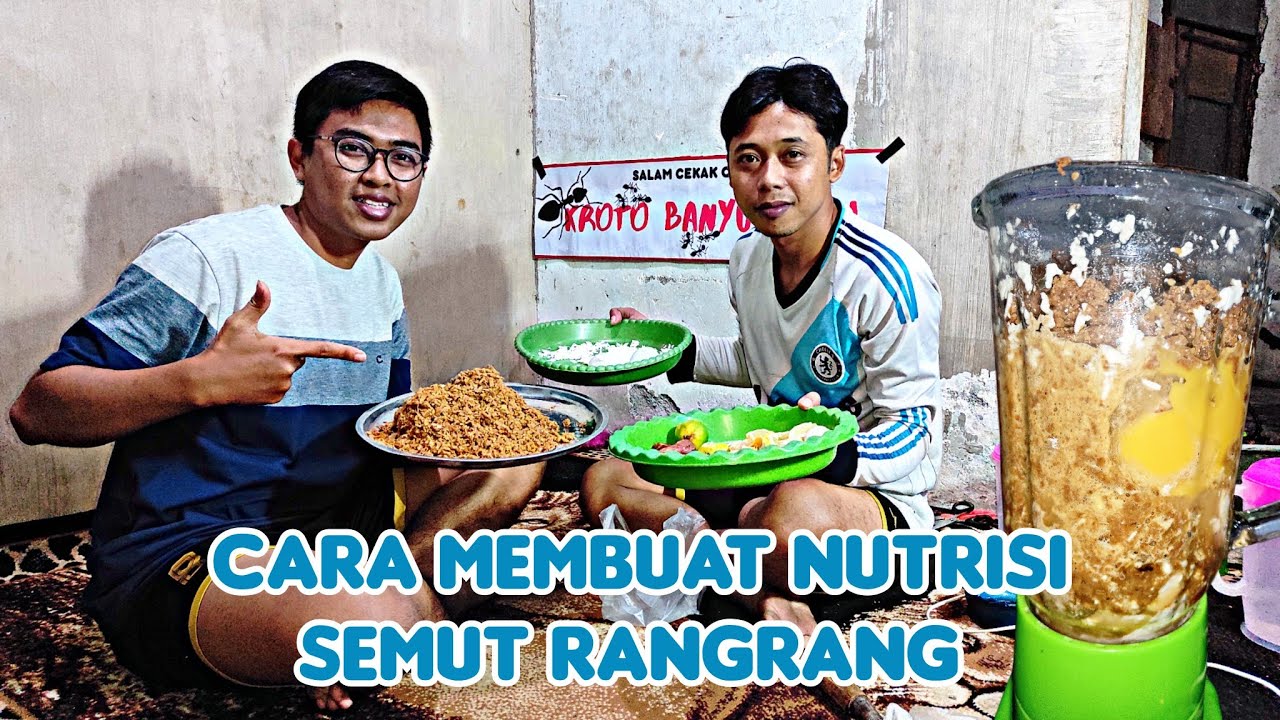 Rahasia Nutrisi Terbaik untuk Semut Rangrang / The Best Nutritional Secret for Weaver Ants