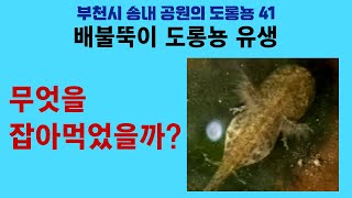 부천시 송내 공원의 도롱뇽 41. 배불뚝이 도롱뇽 유생 (무엇을 잡아먹었을까?); Korean salamander 41. potbellied tadpole