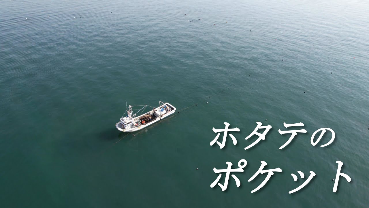 【ホタテ】ホタテのポケット作業【漁業】