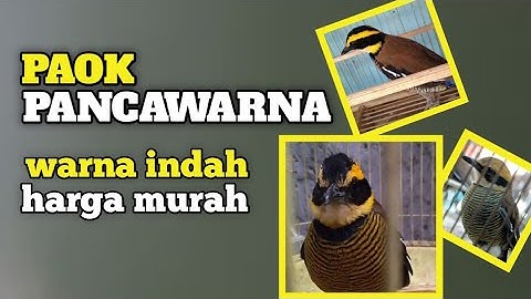 Mengenal Lebih Dekat Burung Paok Pancawarna