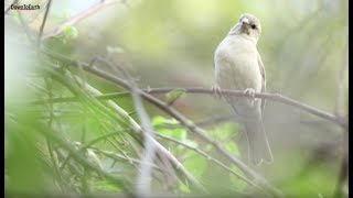 Save The Sparrows How To Build A Nest With Rakesh Khatri