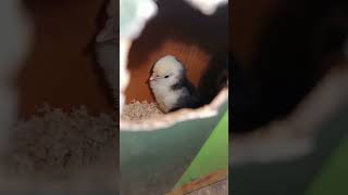 Black Polish Chicks Dispatched to Sargodha | Anwaar Fresh Farm Faisalabad