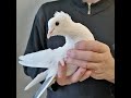 Ленинаканские голуби из питомника Сергея ! Пополнение в моей голубятне!  Голуби Армении. #pigeon#