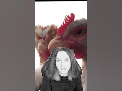 did ozzy osbourne eat a chicken