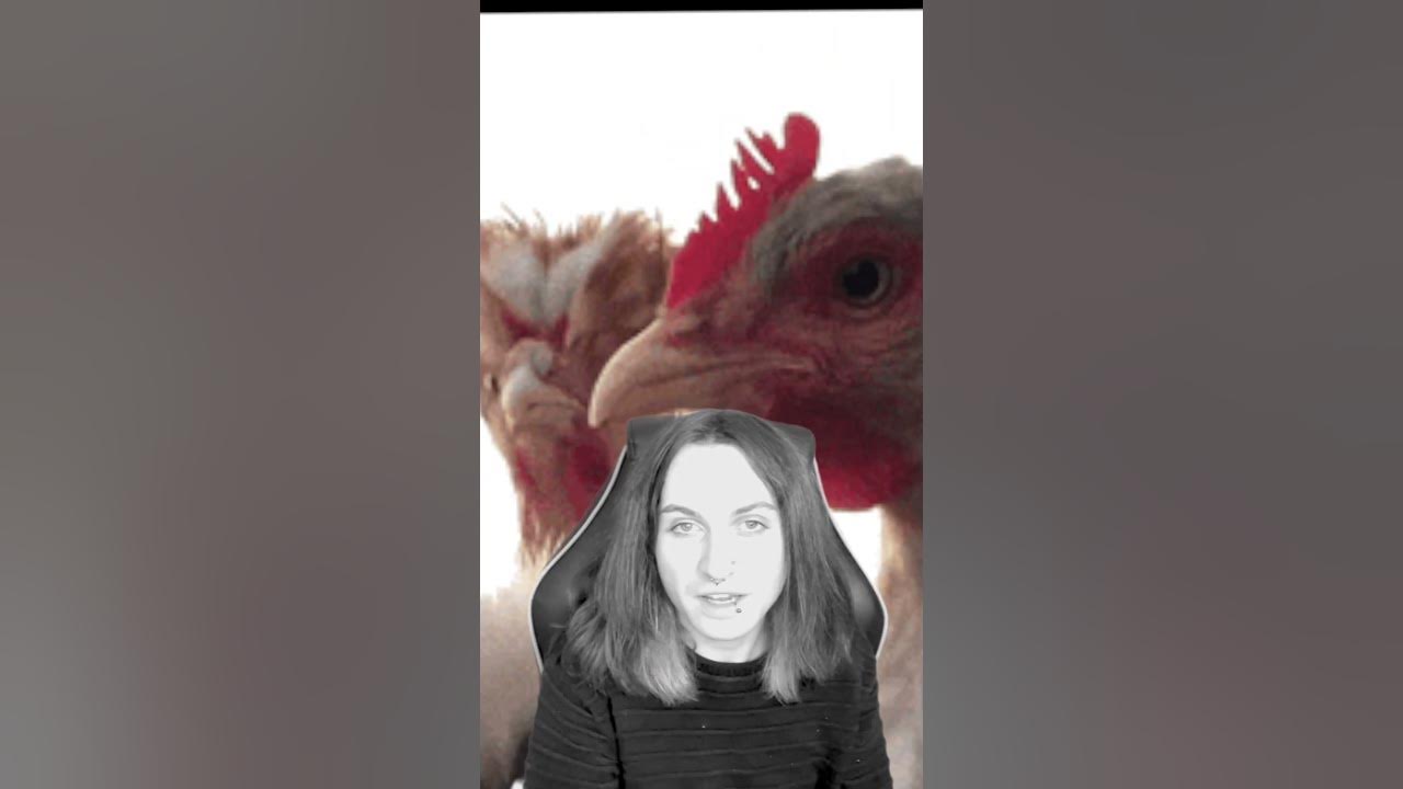 ozzy osbourne chickens